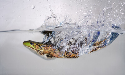 Green frog leaping and splashing into water