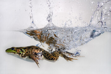 Green frog jumping and splashing into water