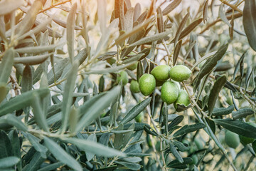 Green olives grow on the branch of a young olive tree on the farm. Production of eco organic oil