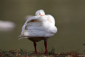 Shy Goose © Willem