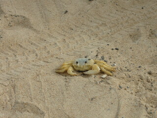 Fototapeta na wymiar Maria-farinha Crab