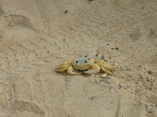 Maria-farinha Crab