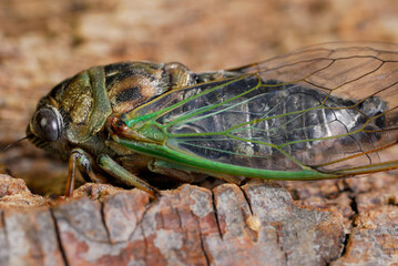 Close up of cicada side view on tree bark