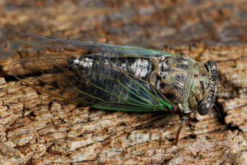 Close up of cicada top view on tree bark