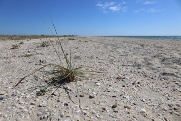 sand dunes with grass by the sea