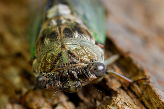 Close up of cicada face on tree bark