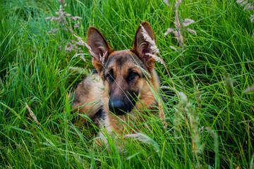 perro