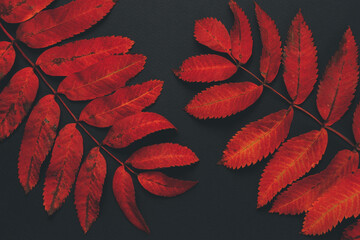 Beautiful red autumn rowan leaves black background.