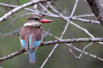 Brown-hooded Kingfisher