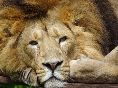 Asiatic lion with sad look. Portrait.