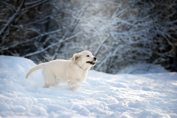 Plakat golden retriever puppy running in the winter forest in snow