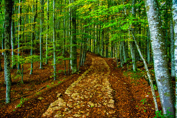 ancient military road in autumn