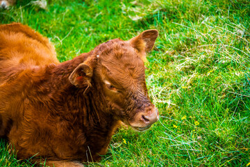 close-up of red calf