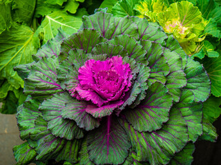 red cabbage plant