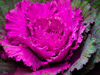 red cabbage flower close up