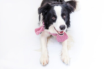 Funny studio portrait of cute smiling puppy dog border collie wearing warm clothes scarf around neck isolated on white background. Winter or autumn portrait of new lovely member of family little dog.