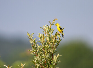 American Goldfinch in a Tree