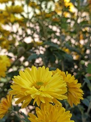 yellow chrysanthemum flowers