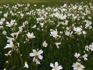 field of flowers