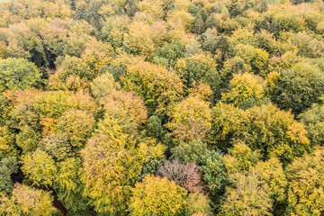 drone photograph of a mixed forest from above in autumn