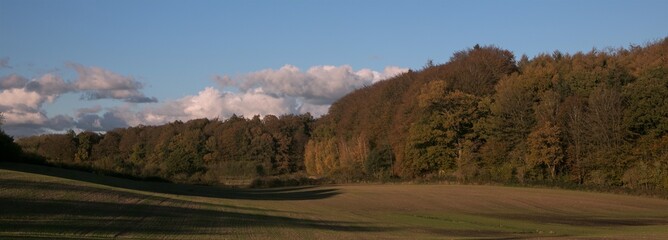 bunt verfärbter Herbst Wald mit Feld , Panorama