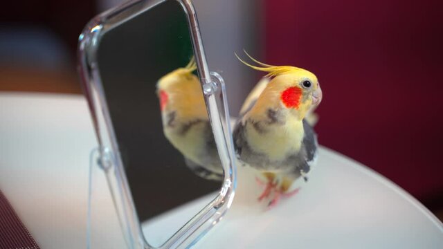 Parrot Corella on the table looks at himself in the mirror. 4k