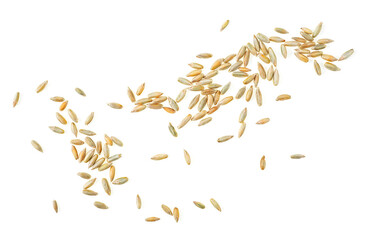 Raw rye grains isolated on a white background, top view. Healthy grains and cereals.