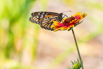 Orange monarch butterfly perched on red and yellow blanket flower or gaillardia in garden