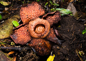 Rafflesia tuan-mudae, Gunung Gading National Park, Sarawak, Malaysia © Lukas