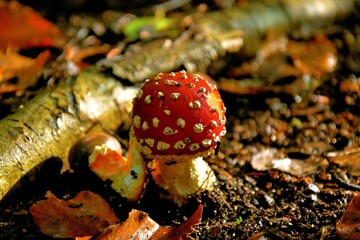fly agaric mushroom