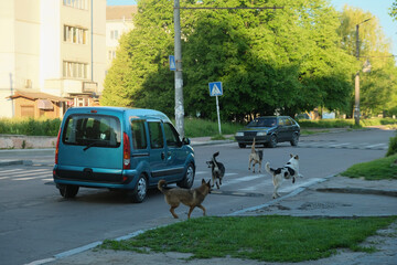 Car attacking stray mad dogs on the road