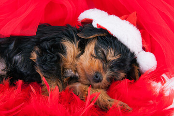 Happy New Year composition. Christmas puppy in a Santa hat sleeping on red feathers on white background.