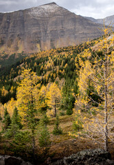 Larch trees in fall colours during a hike at Arethusa Cirque near Banff Alberta.