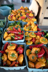 Chili peppers - thai, habanero, scotch bonnets