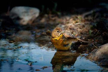 Bathing bird. Nature background. Black headed Bunting. 