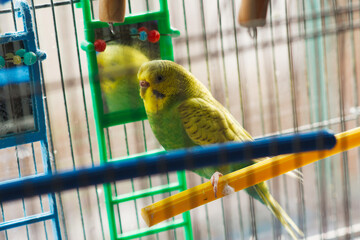 A green parrot sits on a perch in his cage.