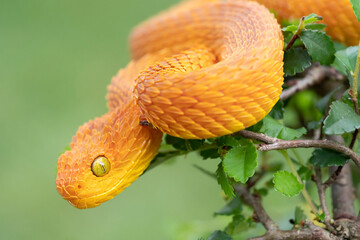 Venomous Bush Viper snake in tree (Atheris squamigera) female