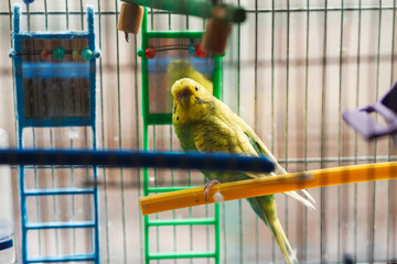 A green parrot sits on a perch in his cage.