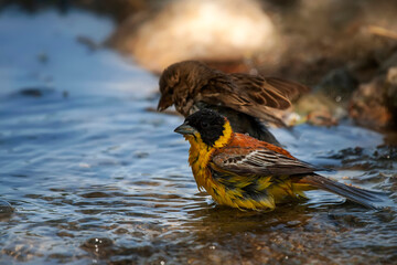 Bathing bird. Nature background. Black headed Bunting. 