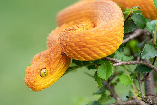 Snakes Rosh รูปภาพSnakes – เลือกดูภาพถ่ายสต็อก เวกเตอร์ และวิดีโอ695,537 | Adobe Stock