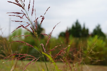 nature, plant, tree, grass, spring, branch, green, flower, autumn, winter, sky, summer, macro, forest, blossom, flora, season, natural, red, garden, close-up, leaf, outdoor, leaves, growth