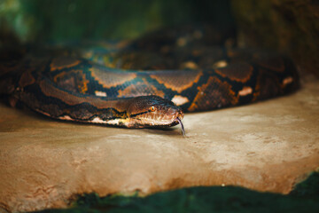 Close up python snake, big python snake.
