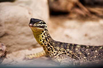 A small brown varan in an aquarium.