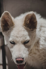 Obraz premium Demonio Blanco. 