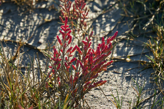 close up of a red salicornia europaea plant during autumn
