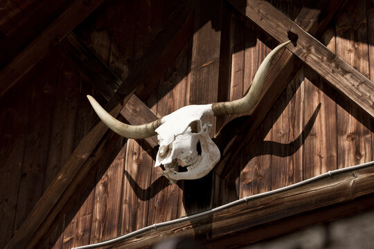 Cow skull with long horns hanging as a trophy on an old wooden house