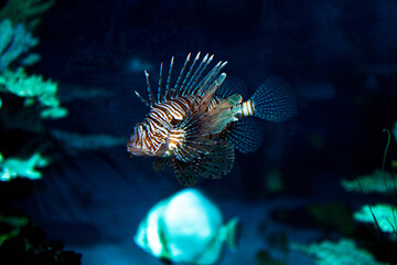 A beautiful small fish swims in an aquarium.