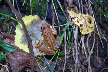 Portrait of an earthen frog in the forest close-up.