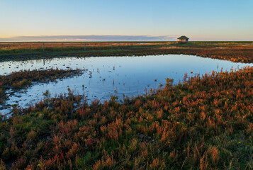 a wooden birdwatching hut can be seen far away on the horizon behind a waterhole that is surrounded by colorful salicornia europea plants in red autumnal color during sunset
