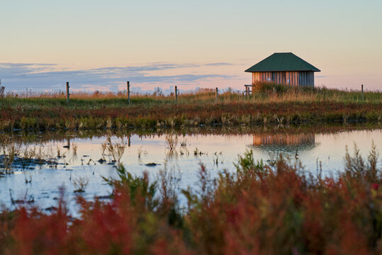 small wooden hut for birdwatching reflects in a waterhole that is surrounded by red salicornia europaea plants after a scenic sunset